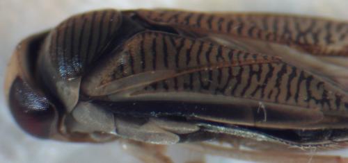 Sigara nigrolineata